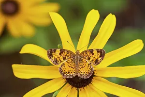 Alighting Prints: Pearl Crescent on Black-eyed Susan, Marion County, Illinois