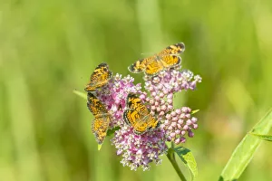 Animal Prints: Pearl Crescents (Phyciodes tharos) on Swamp Milkweed (Asclepias incarnata) Marion County