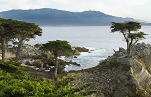 Pebble Beach California famous Lone Elm cypress tree and ocean on 17-mile drive one