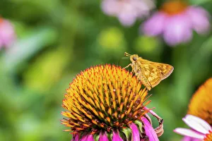 Alighting Prints: Peck's Skipper on Purple Coneflower, Marion County, Illinois