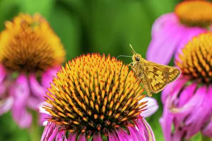 Alighting Prints: Peck's Skipper on Purple Coneflower, Marion County, Illinois. (Editorial Use Only)