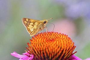 Images Dated 10th June 2024: Peck's skipper on purple coneflower, Marion County, Illinois