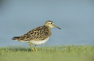 Images Dated 12th February 2010: Pectoral Sandpiper, Calidris melanotos, adult, Welder Wildlife Refuge, Sinton, Texas