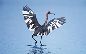 A pecular hybrid of the dark and white morphs of the Reddish Egret (Egretta rufescens) fishing