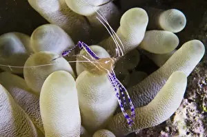 Pederson Cleaner Shrimp (Periclimenes pedersoni) on Giant Anemone (Condylactis gigantea)