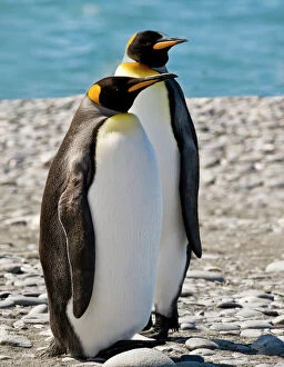 Antarctica Gallery: penguin, King, pair
