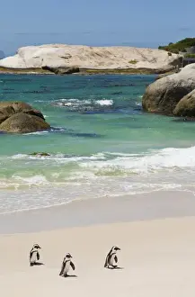 Images Dated 18th January 2009: Penguins at Boulders Beach, Simons Town, South Africa
