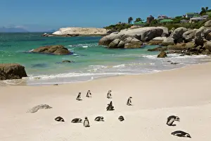 Colony Prints: Penguins at Boulders Beach, Simons Town, South Africa