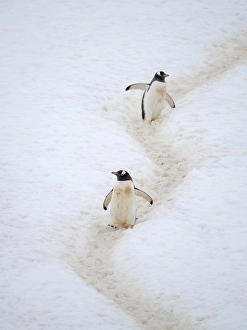 Prints of Penguins walking to colony. Gentoo penguin in deep snow in Antarctic Peninsula, Cuverville Island, late summer Images Dated 2024 April: Penguins walking to colony. Gentoo penguin in deep snow in Antarctic Peninsula