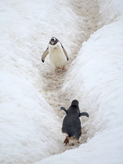 Seabird Prints: Penguins walking to colony. Gentoo penguin in deep snow in Antarctic Peninsula