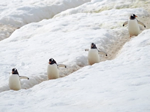 Seabird Prints: Penguins walking to colony. Gentoo penguin in deep snow in Antarctic Peninsula