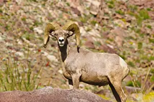 Peninsular Bighorn Sheep (Ovis canadensis cremnobates), Anza-Borrego Desert State Park