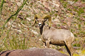 State Park Prints: Peninsular Bighorn Sheep (Ovis canadensis cremnobates), Anza-Borrego Desert State Park