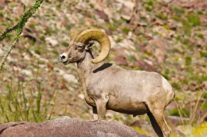 Images Dated 2nd April 2011: Peninsular Bighorn Sheep (Ovis canadensis cremnobates), Anza-Borrego Desert State Park