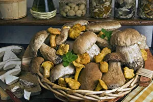 Fungi Gallery: Penny bun, cep (Boletus edulis), chanterelles (Cantharellus cibarius), mushrooms