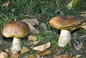 Fungi Gallery: Penny bun, cep, mushrooms in a forest (Boletus edulis)