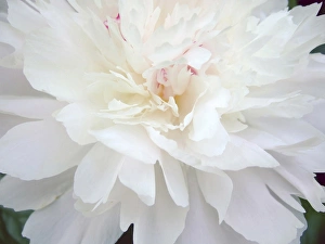 Images Dated 23rd May 2009: Peony Abstract