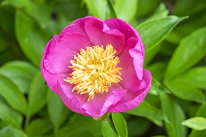 Peony Prints: Peony Janice, USA