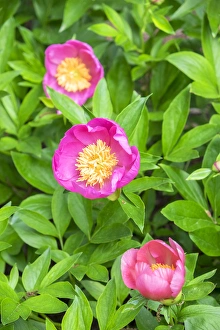 Peony Prints: Peony Janice, USA