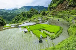 Images Dated 24th April 2011: People harvesting in the Unesco world heritage sight the rice terraces of Banaue