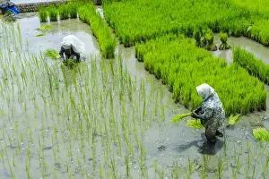 Paddy Prints: People harvesting in the Unesco world heritage sight the rice terraces of Banaue