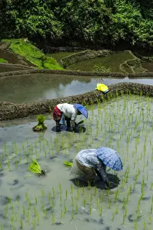 Images Dated 24th April 2011: People harvesting in the Unesco world heritage sight the rice terraces of Banaue