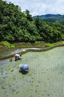 Images Dated 24th April 2011: People harvesting in the Unesco world heritage sight the rice terraces of Banaue