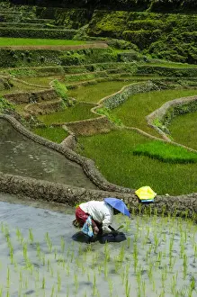 Images Dated 24th April 2011: People harvesting in the Unesco world heritage sight the rice terraces of Banaue