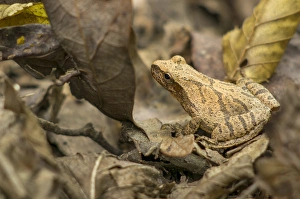 Missouri Prints: Pepper treefrog, St. Francois State Park, Ozark Mountains, Missouri