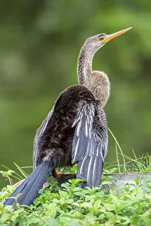 Wading Bird Prints: Perched adult female anhinga