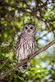 Raptor Prints: A perched barred owl