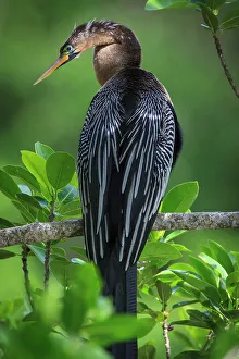 Anhinga Prints: A perched female anhinga