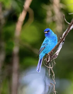 Images Dated 11th October 2022: A perched male indigo bunting