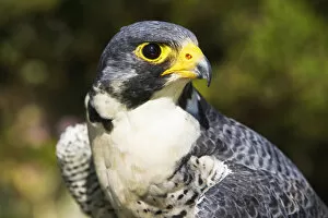 Images Dated 20th July 2005: peregrin falcon bright eye looking wary