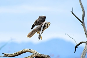 Falcon Prints: The peregrine falcon (Falco peregrinus), also known as the peregrine and historically