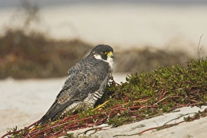 Images Dated 16th January 2009: Peregrine Falcon (Falco peregrinus) adult on spoil island, Aransas Bay, Texas