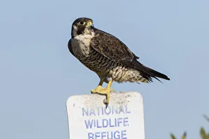 Protection Prints: Peregrine Falcon (Falcon peregrinus) adult perched