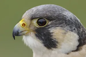 Falcon Prints: Peregrine falcon, Florida