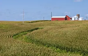 Images Dated 2028: Perfect calendar image of farm near Dyersville Iowa with red barn and corn rows
