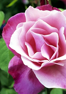 Images Dated 15th November 2007: The perfect rose