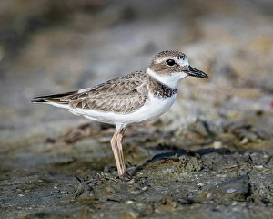 Images Dated 2025: Perfectly formed feathers of a Wilson's plover highlight this winter-time plumage