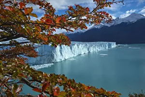 Images Dated 25th April 2017: Perito Moreno Glacier and lenga trees in autumn, Parque Nacional Los Glaciares, Patagonia