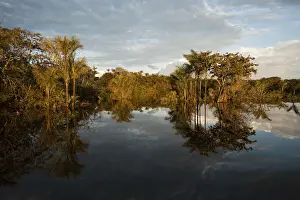 Permanent ponds in Savannah Rupununi GUYANA South America