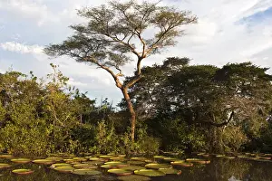 Images Dated 2nd August 2009: Permanent ponds in Savannah Rupununi GUYANA South America