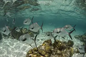Barrier Prints: Permit (Trachinotus falcatus), Hol Chan Marine Reserve near Ambergris Caye and Caye Caulker