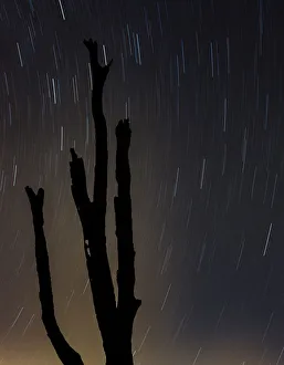 Stars Prints: Perseus constellation meteor showing, Florida, USA