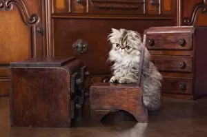 Persian Cat, Felis catus, Brown Tabby, Kitten with Doll furniture, Hill Country, Texas