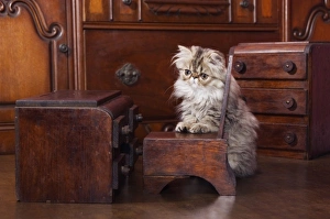 Images Dated 22nd July 2006: Persian Cat, Felis catus, Brown Tabby, Kitten with Doll furniture, Hill Country, Texas