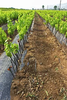 Perspective view over the plantation along the rows of young vines. Fidal vine nursery and winery