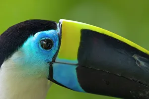 Images Dated 1st October 2022: Peru, Amazon. Close-up of white-throated toucan's head in jungle
